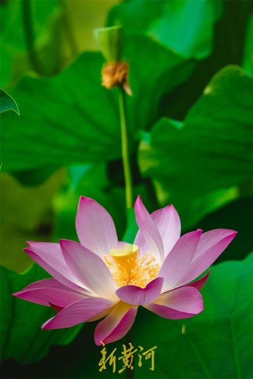 近年来，越来越多大学生选择到南方城市发展，而不愿留在东北，这一现象背后有多方面原