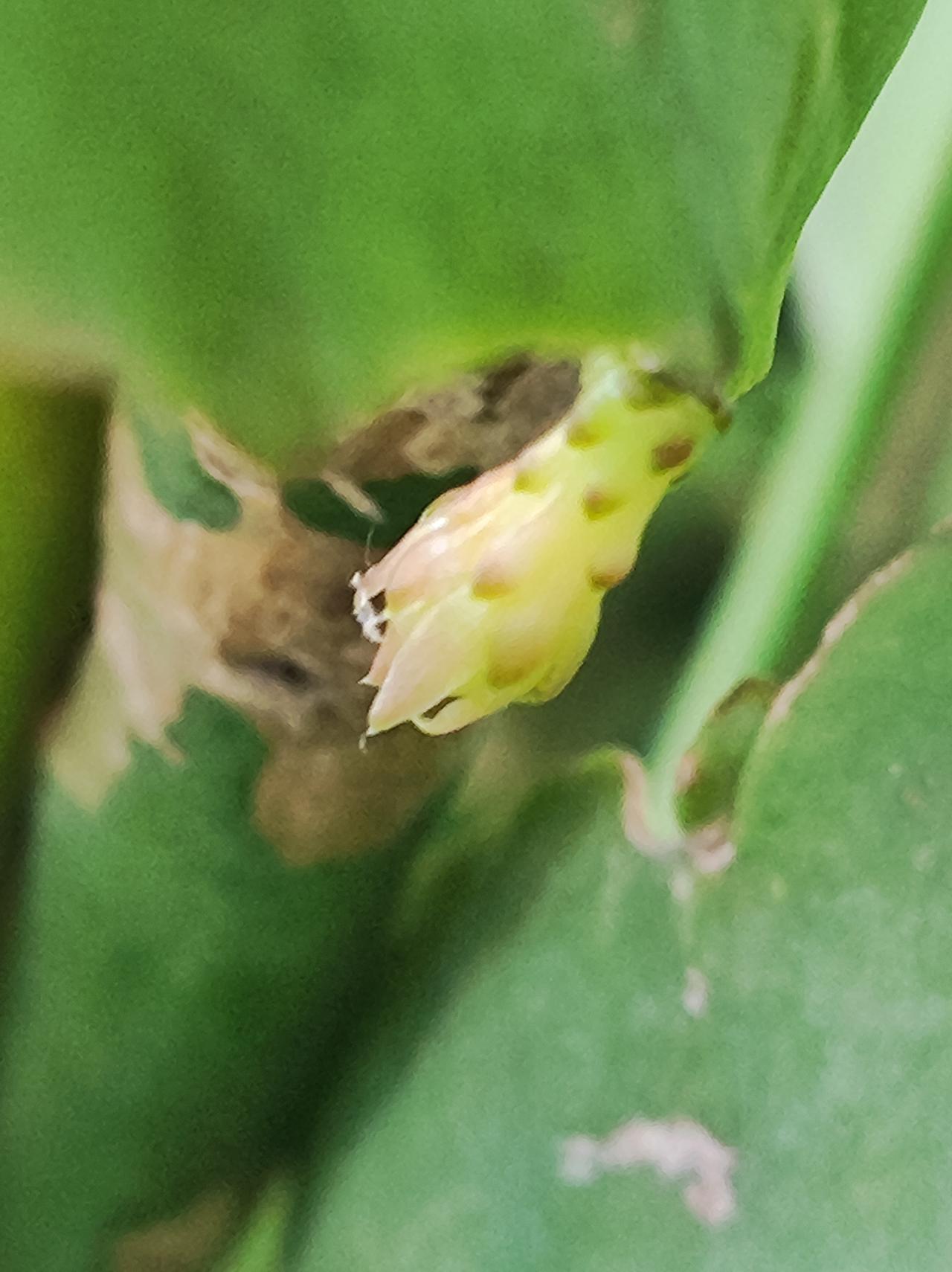 再拍昙花宝宝