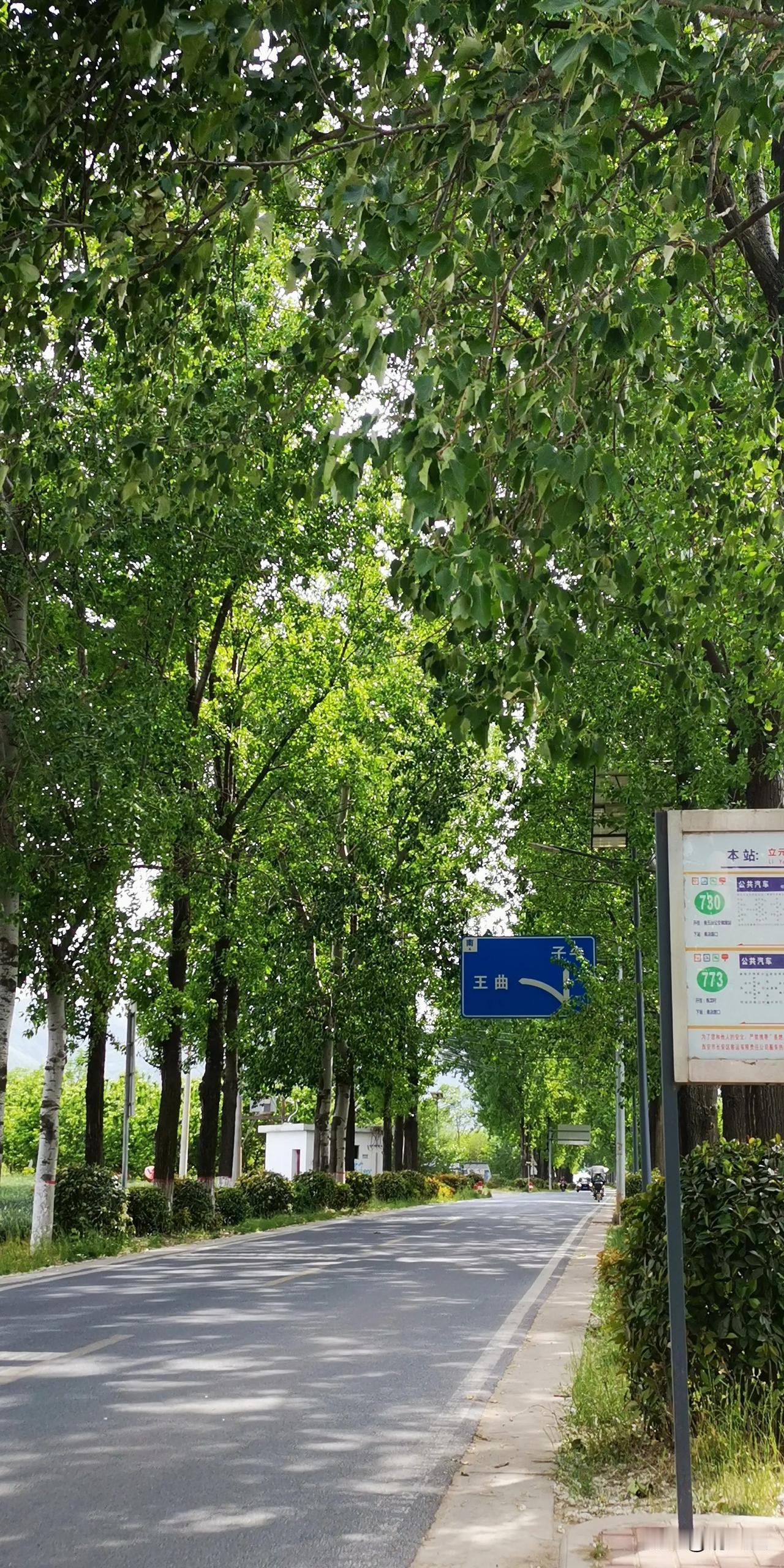 长安区骑行吧，节能环保还健身，一样的看风景，比开着车一晃而过体验感更强，杨树的绿