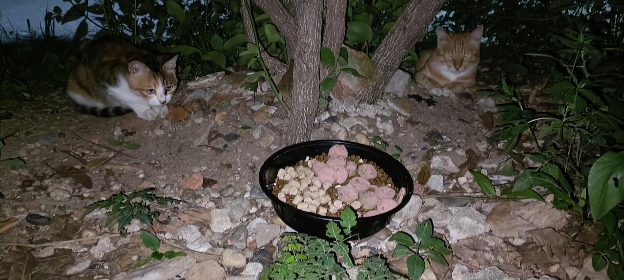现在垃圾站有些流浪猫都不怕我了，听到我的脚步声就迎上来，食物刚放下它们就迫不及待