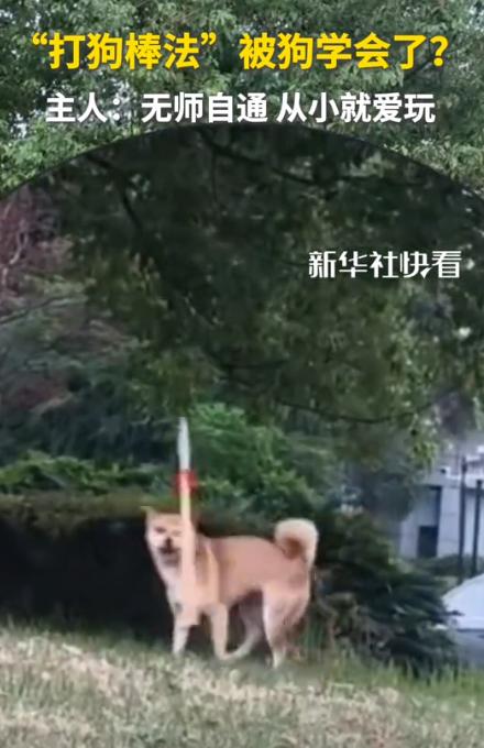 万物皆有灵性！湖北武汉，女子收养了只狗狗，还没养多久就发现了狗狗有一特长，像是天