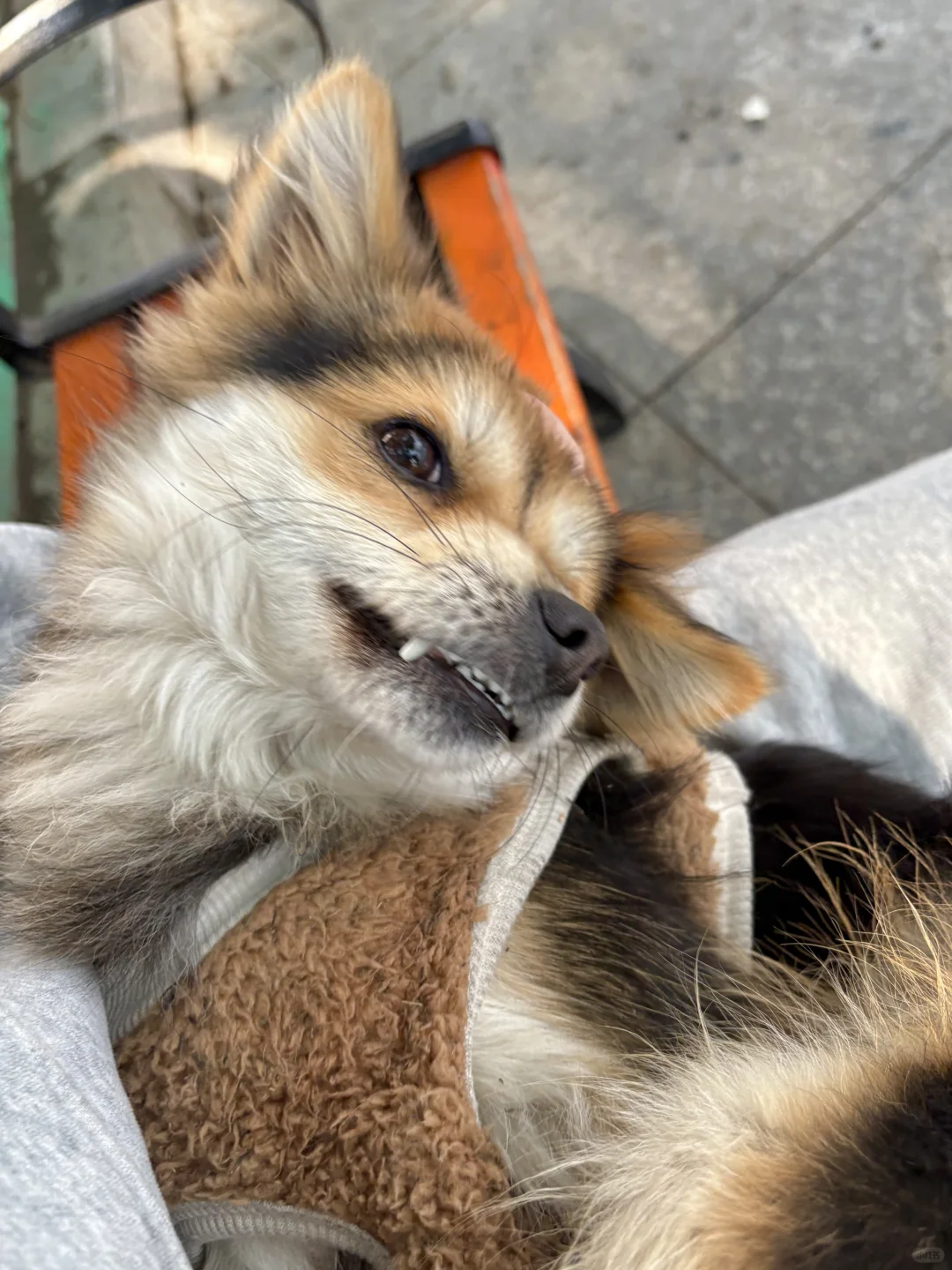 我们多了个好朋狗，小黑少了个好朋狗