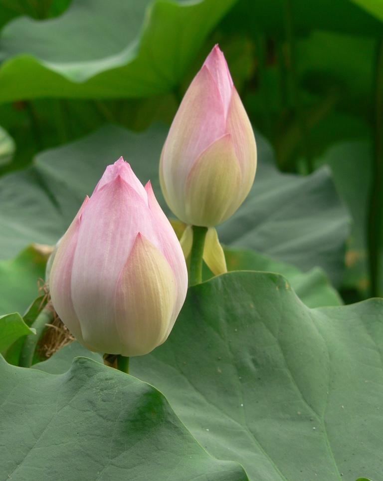 生活九个小常识，

第一个是隔夜鸡蛋不吃，
第二个是隔夜茶不喝，
第三个是隔夜菜