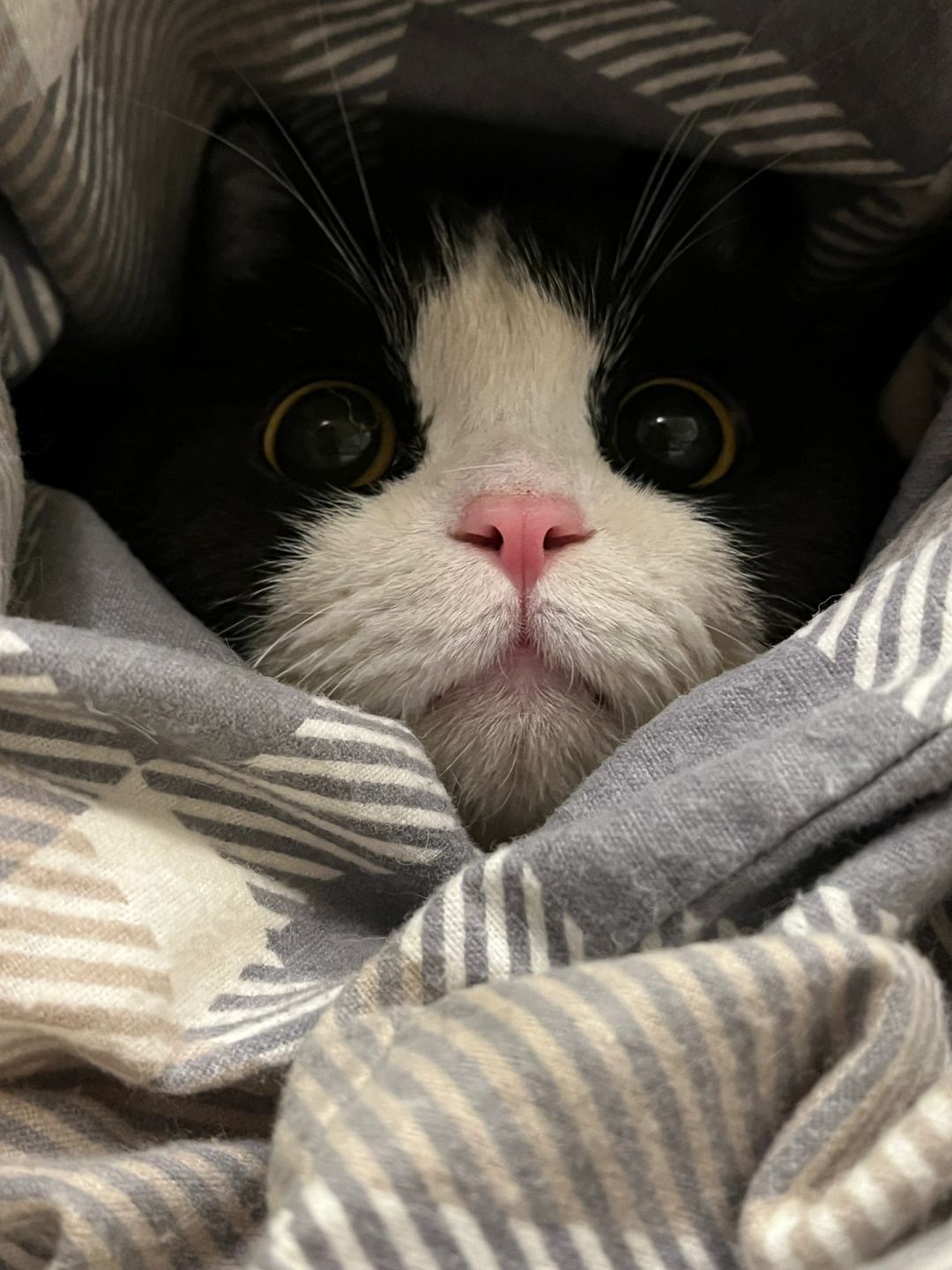 被窝里长猫啦(≧▽≦)