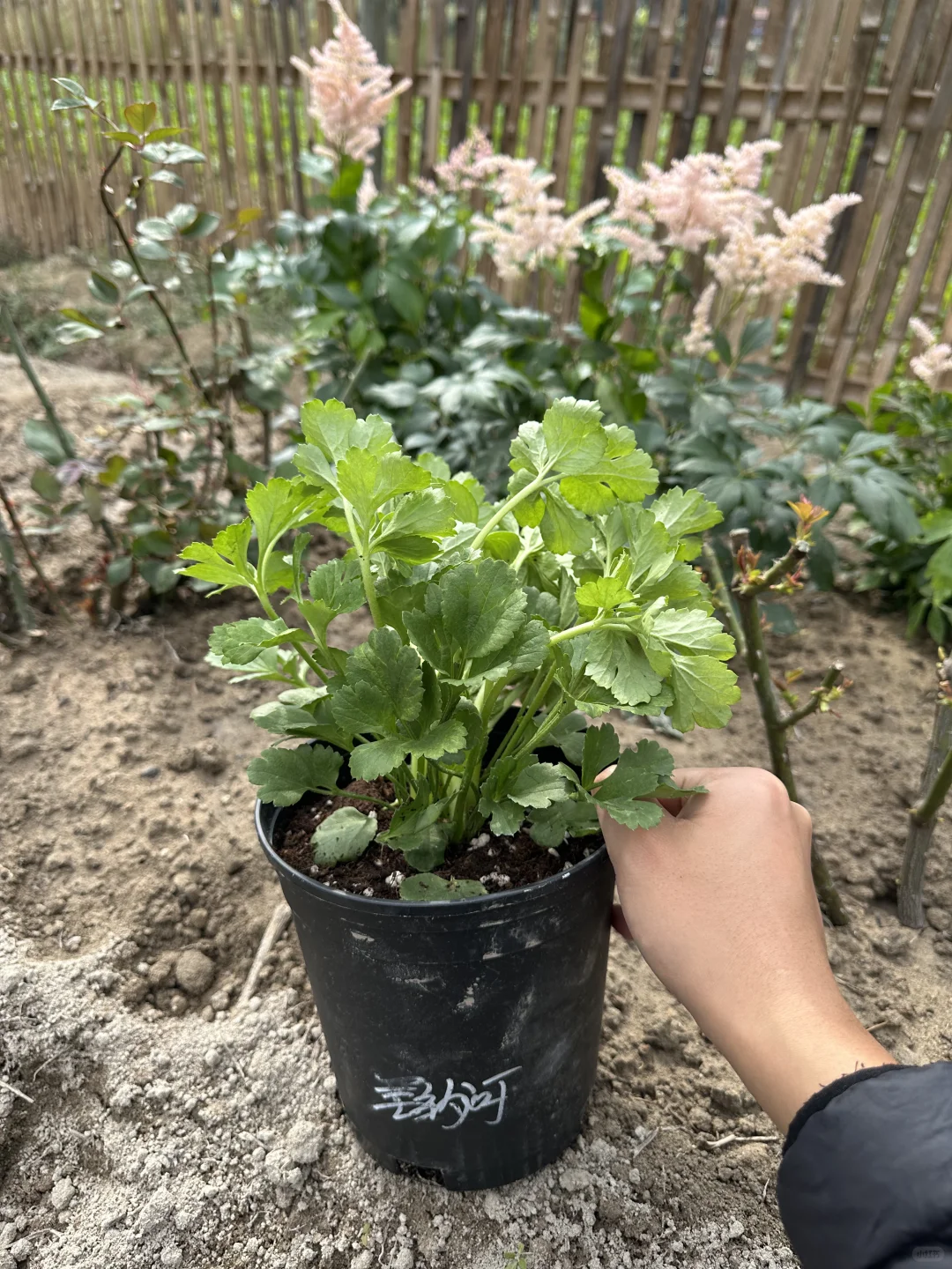 花毛茛塞纳河