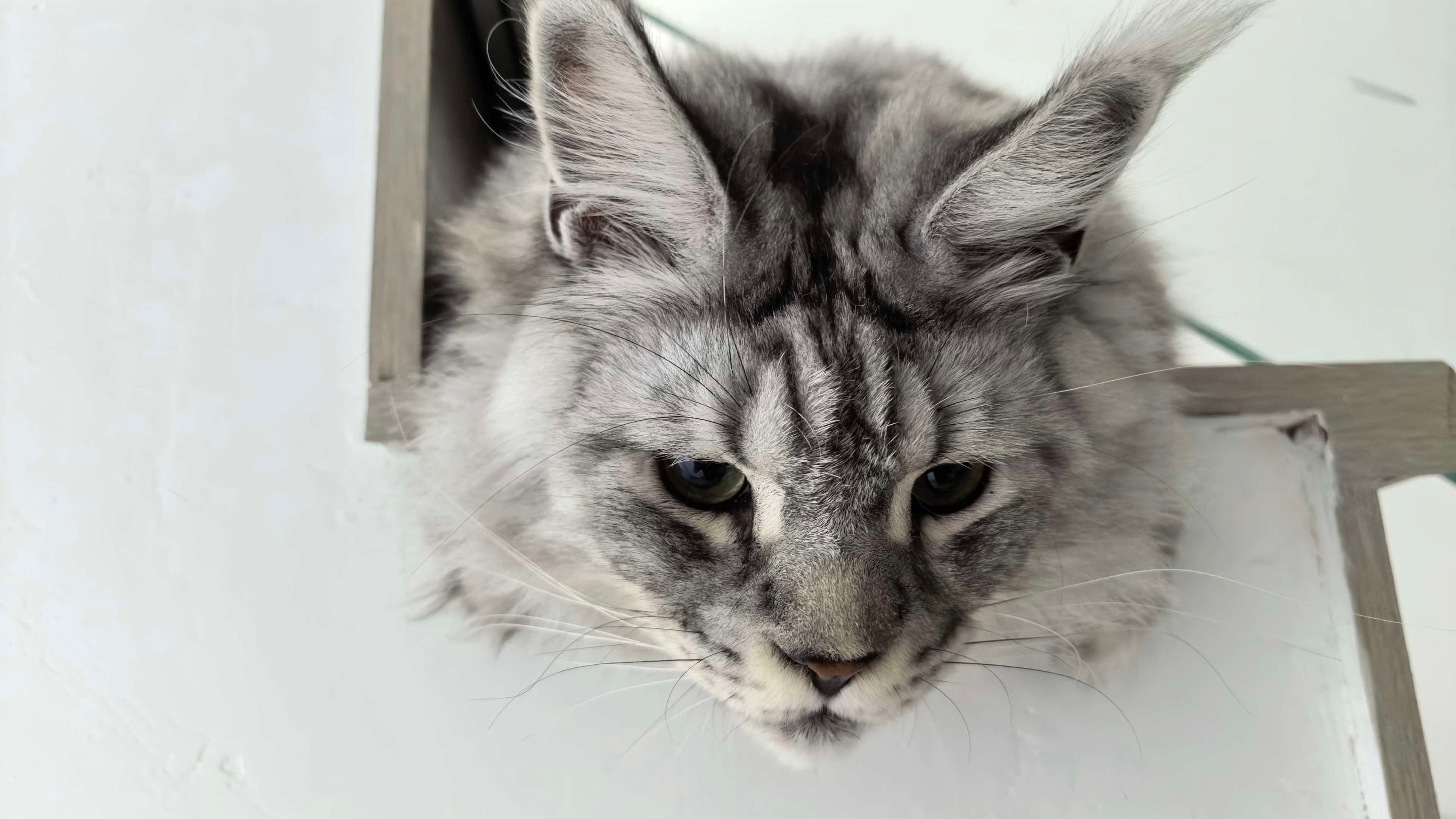 川哥的踮脚视角下的超大猫猫头[期待][期待] ​​​