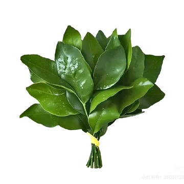 熬叶冠军数码