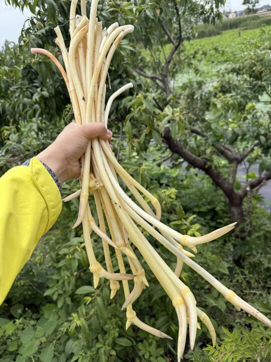 穴位外贴材料要预警的事