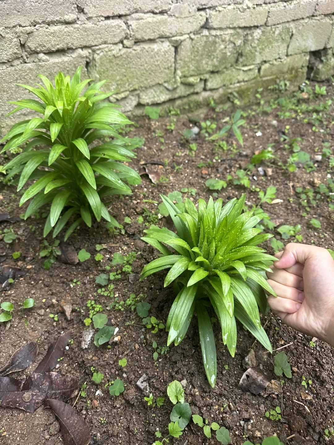 地栽百合的花芽壮的像菠萝头！看着好安心