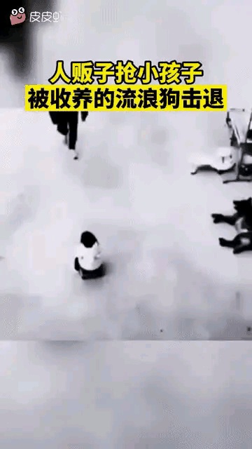 看到了吧，这人还真比不上狗[思考]