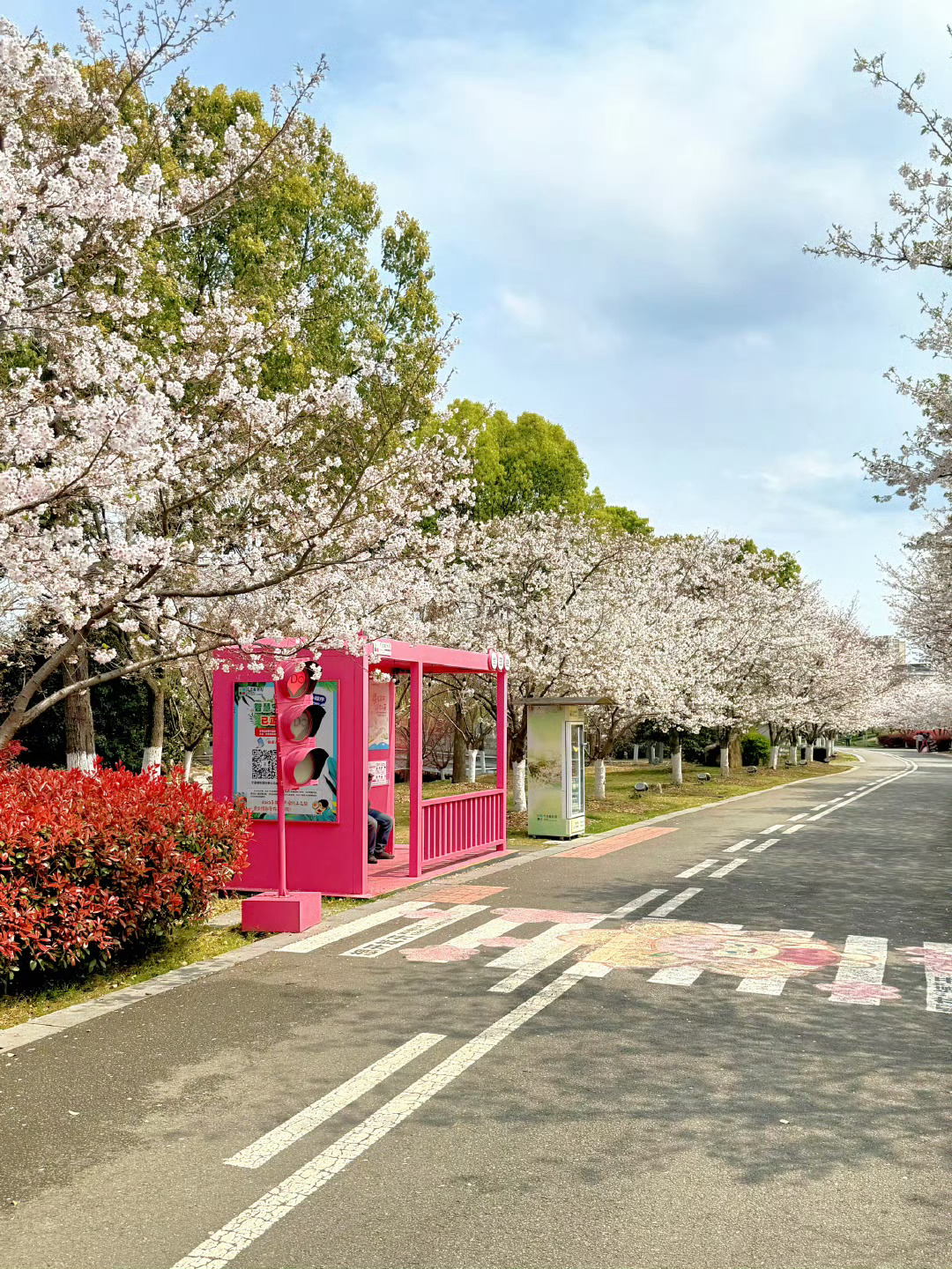 宁波植物园染井吉野樱绝美盛放 宁波植物园🌸3.30实况｜又双叒杀疯了‼️绝美染