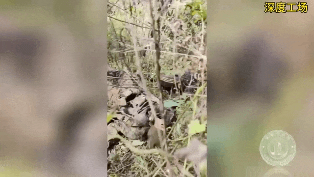 缅军旅长拼命突围，大批败兵被果敢同盟军杀死在路边，路边缅军尸体一具接着一具。从现