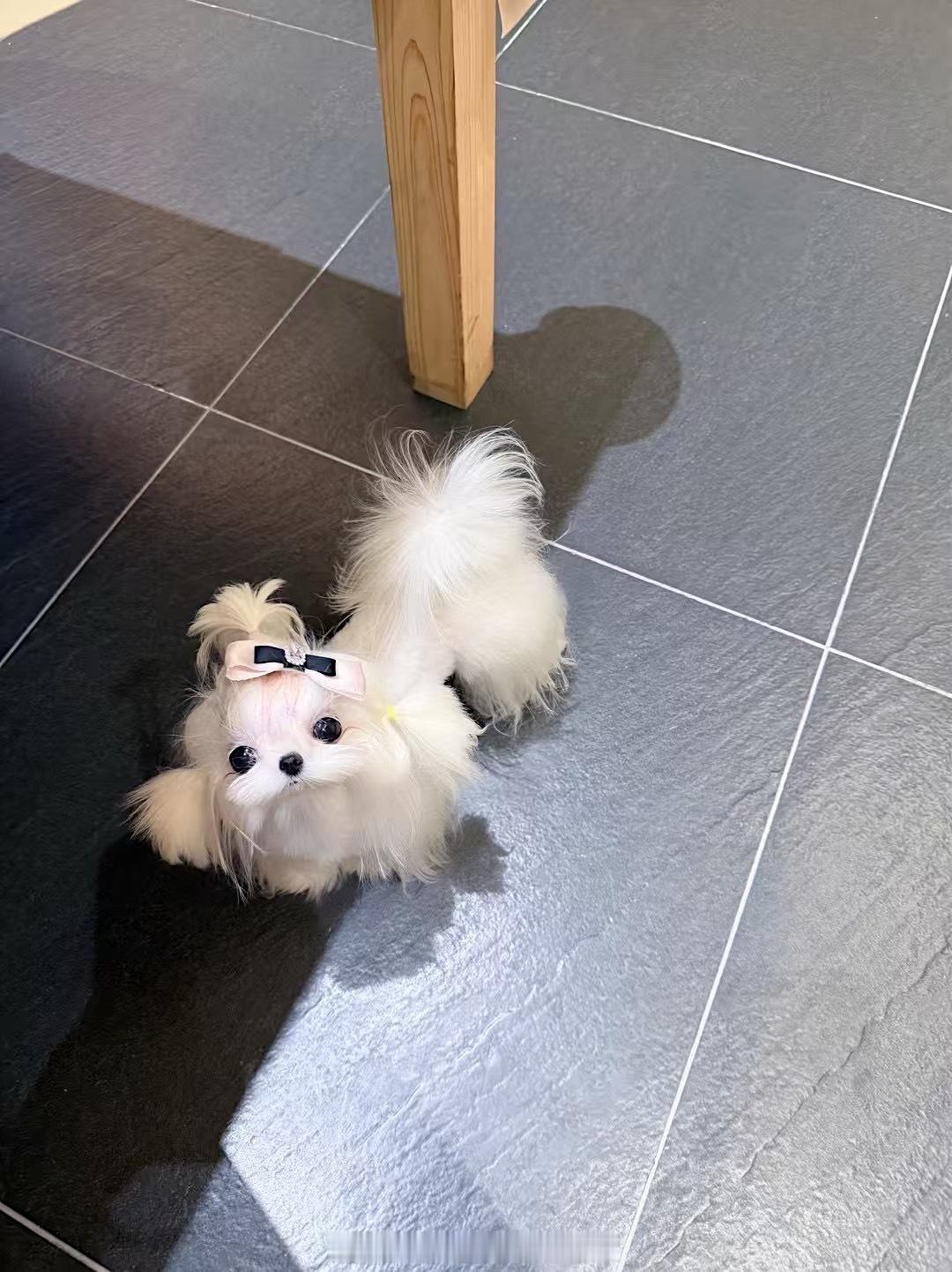 看得出她是公主👸马尔济斯 ​​​
