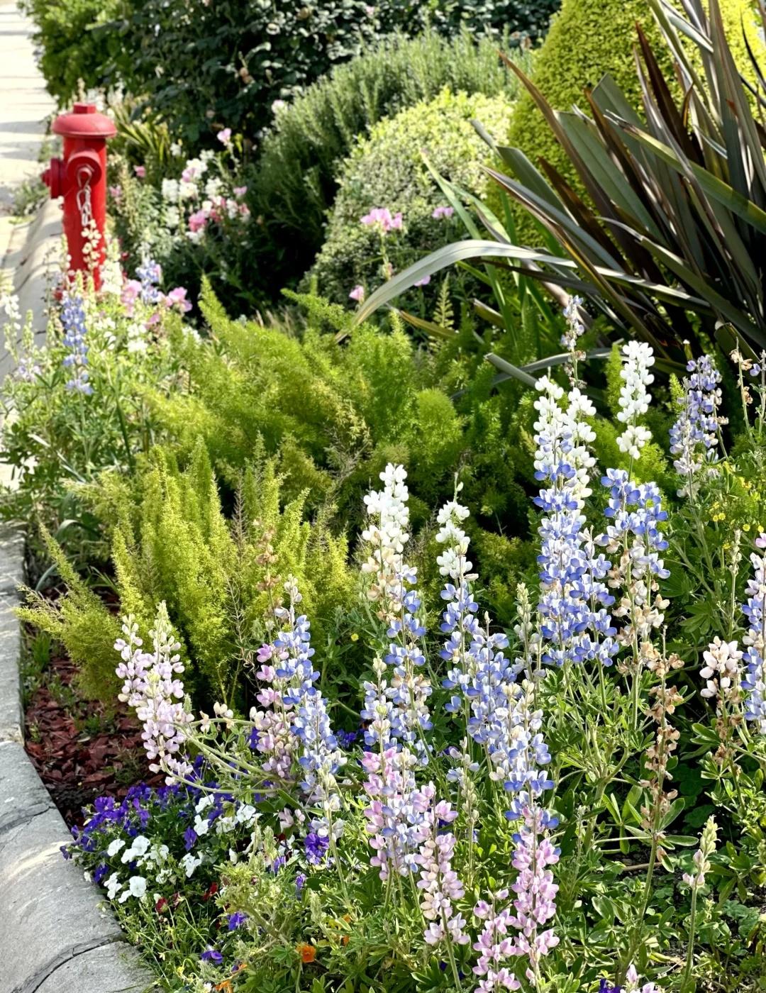 成都绿化带。。是要考研吗。。。。。。
随处一拍就美轮美奂绿化带 成都 城市绿化带