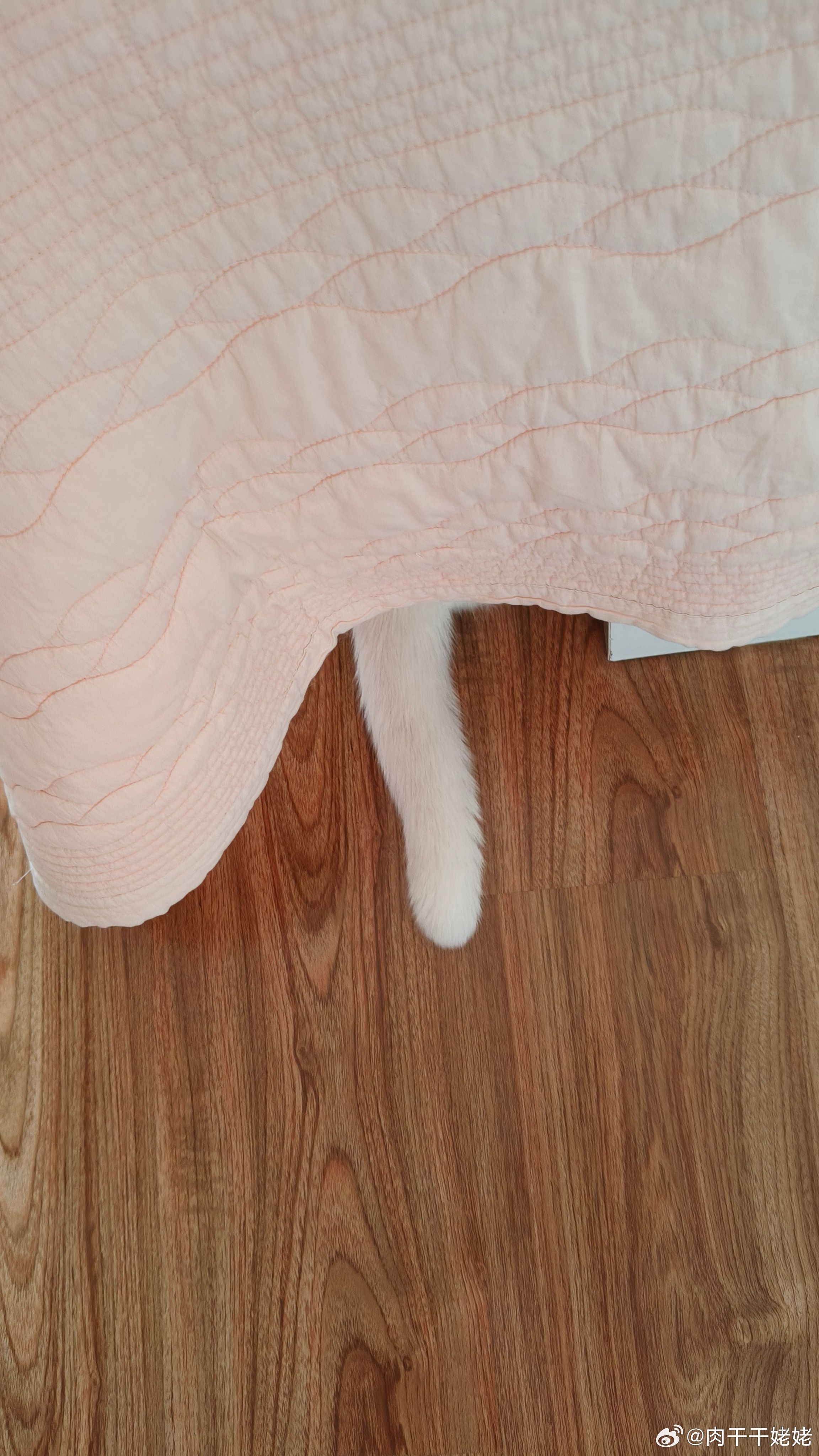 ai给写的，真有学问猫隐于帷下，尾尖轻摇如墨笔悬停，恰似《庄子》所言“翛然往来，