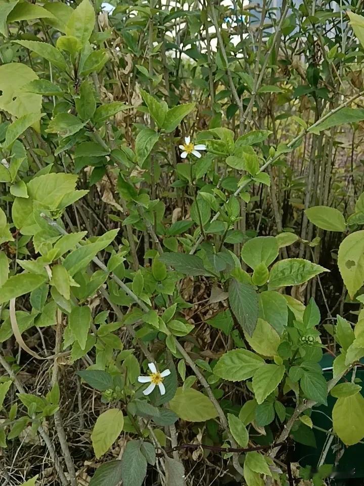 今日广东阳光明媚，舒适，11~20℃