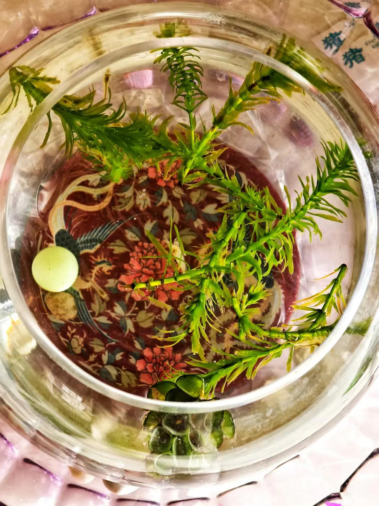 璀璨生活，从一处细节开始 。

今天，和大家分享两个小天地，小鱼小虾在清澈的水中