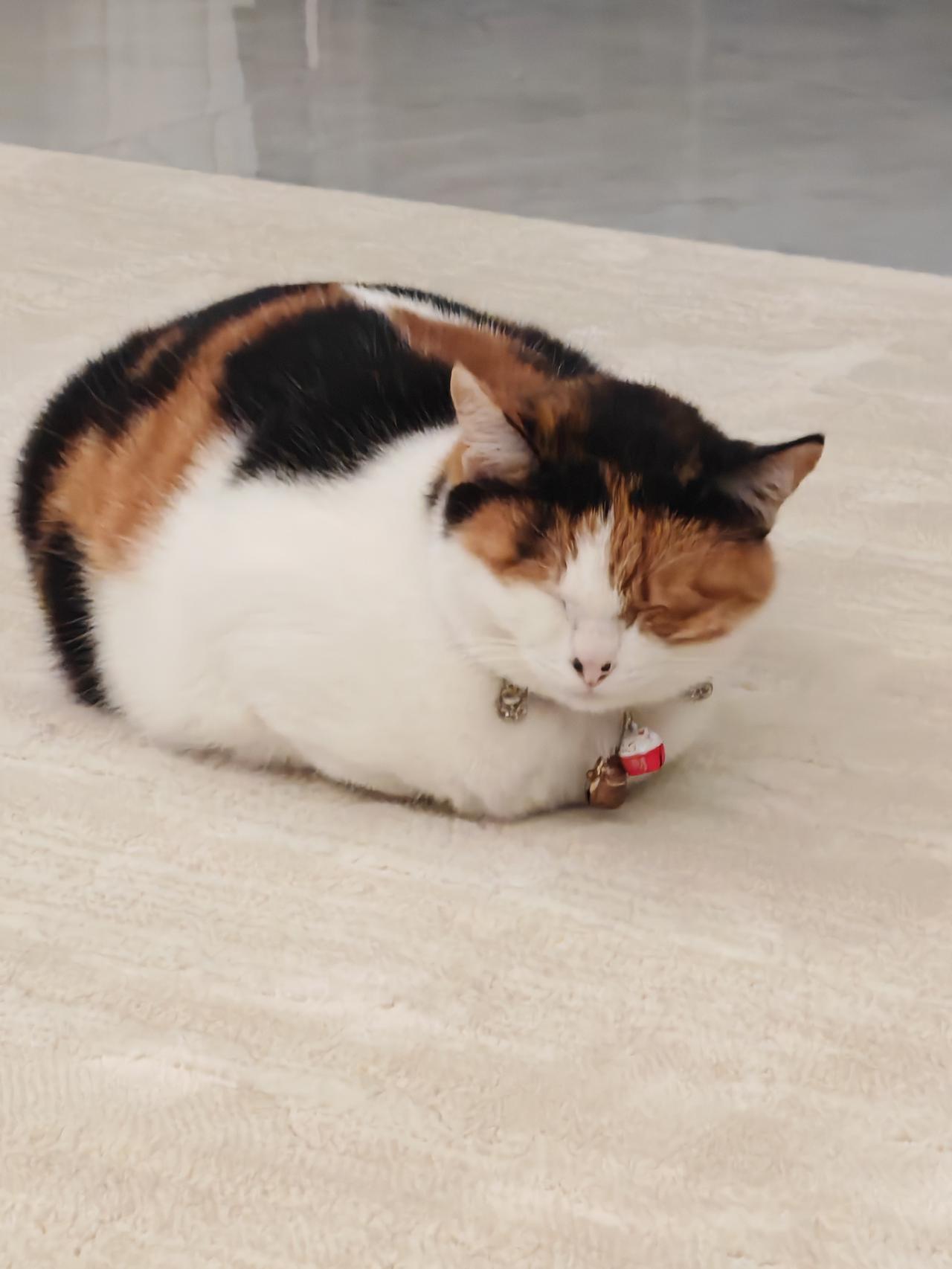 分享一张你家猫睡觉的照片趴在地毯上陪我们看电视，背对电视大屏，面向我们，电视剧已