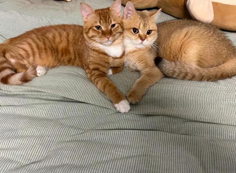 小猫：我俩天下第一好。