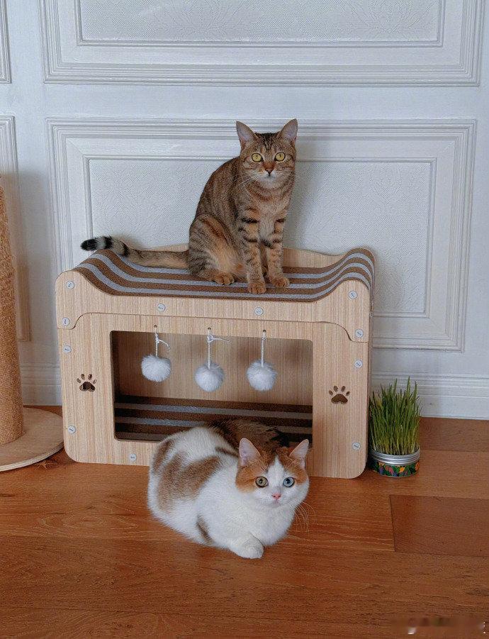 张馨予 二猫家庭 晒出家中两只猫咪的萌照，软乎乎的模样让人直呼可爱！两只小家伙同
