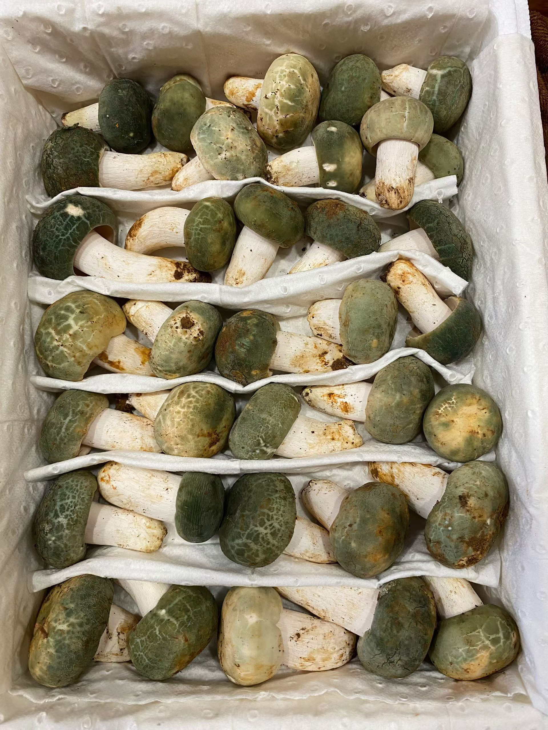 青头菌么太好吃了，作为云南人，看到就流狗水🤤 香格里拉·布烈脚