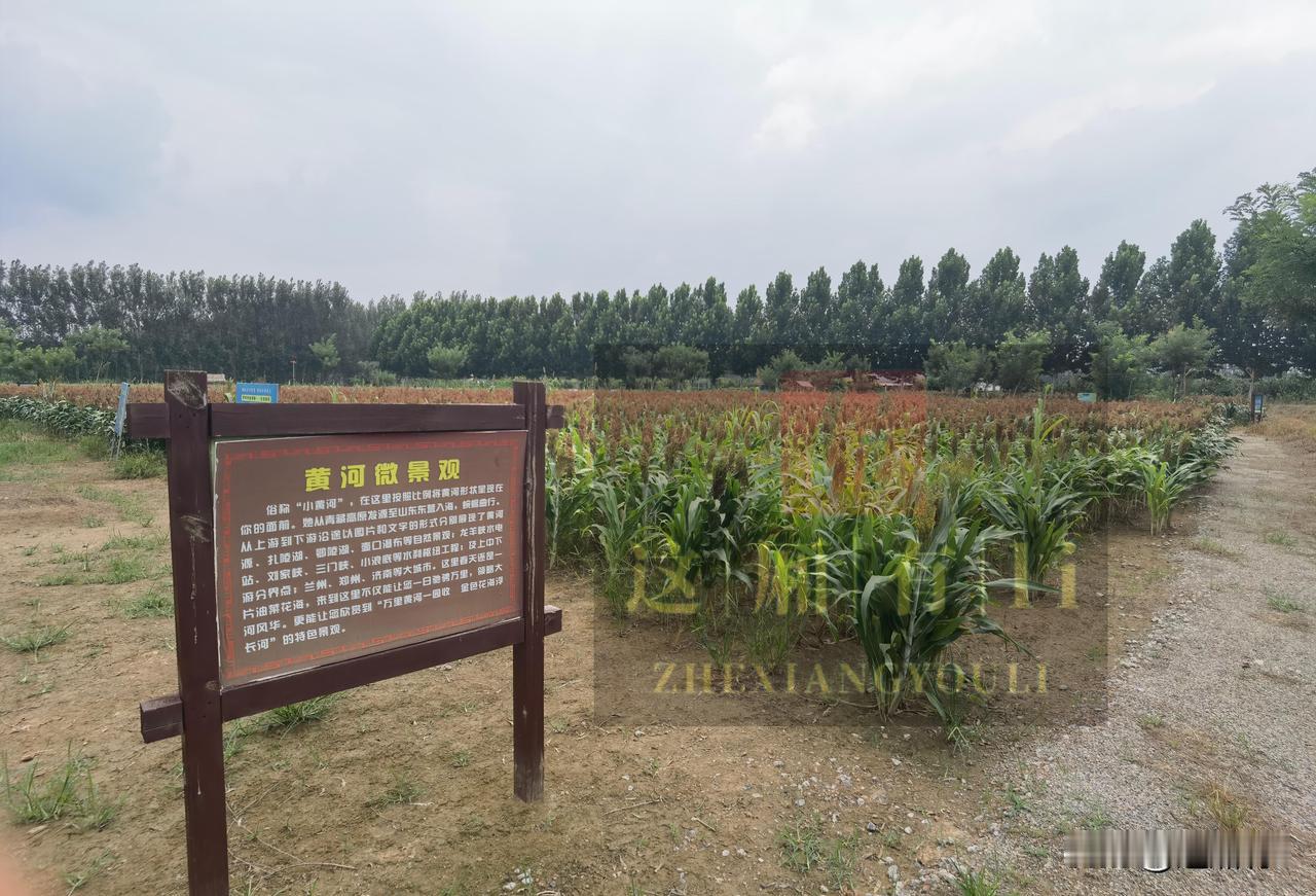 偶遇一片很特别的庄稼地，在邹平齐东古城。
粗壮的枝干，宽厚的叶子，沉甸甸红褐色的