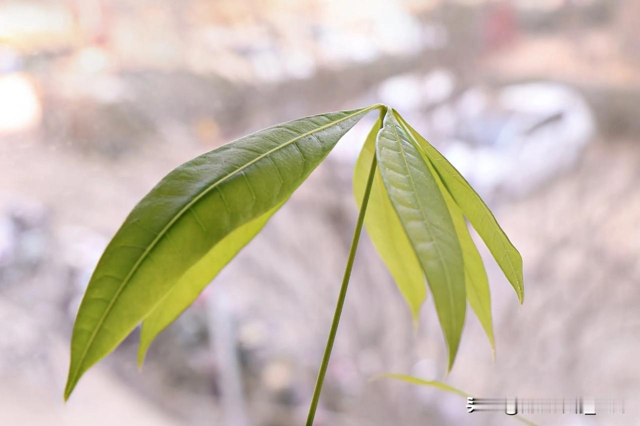 如何让孩子们感受到真实的快乐?要让孩子们感受到真实的快乐，关键在于创造积极、健康