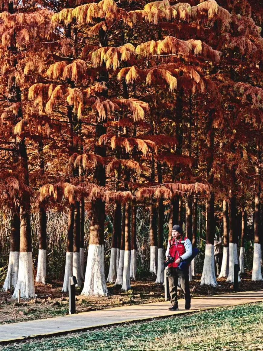 秋林把阳光筛成碎金，小身影裹着红绒绒的暖，踩着松针铺的软毯，连树桩都成了他眼里的