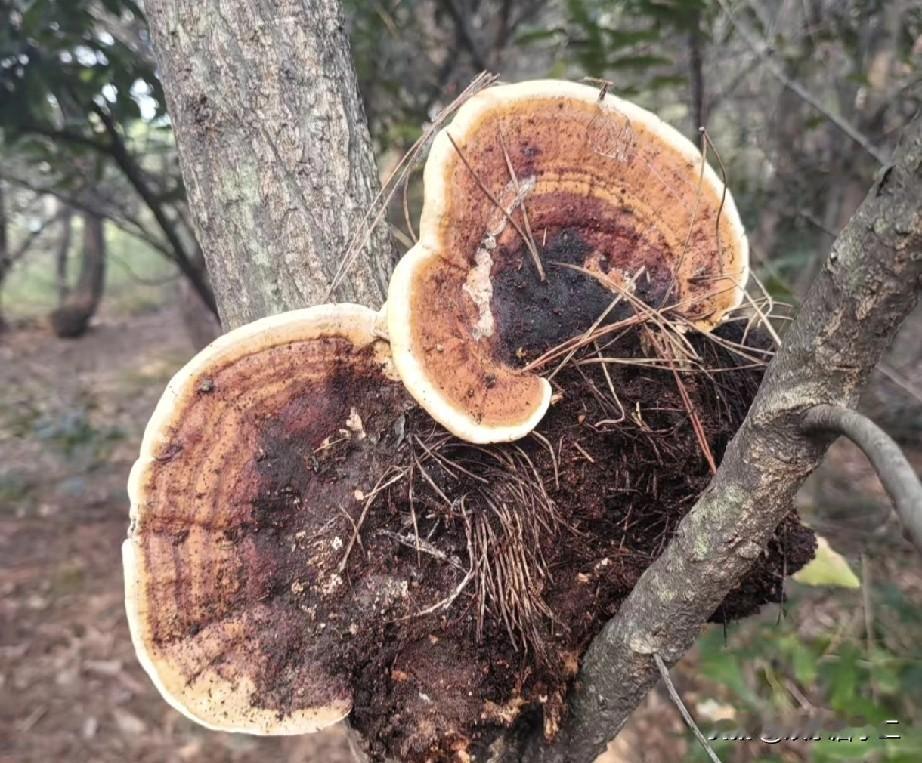 分享我这周有趣的事：
昨天和小伙伴上山玩，看到山上好多的蘑菇，便采了一箩筐。
可