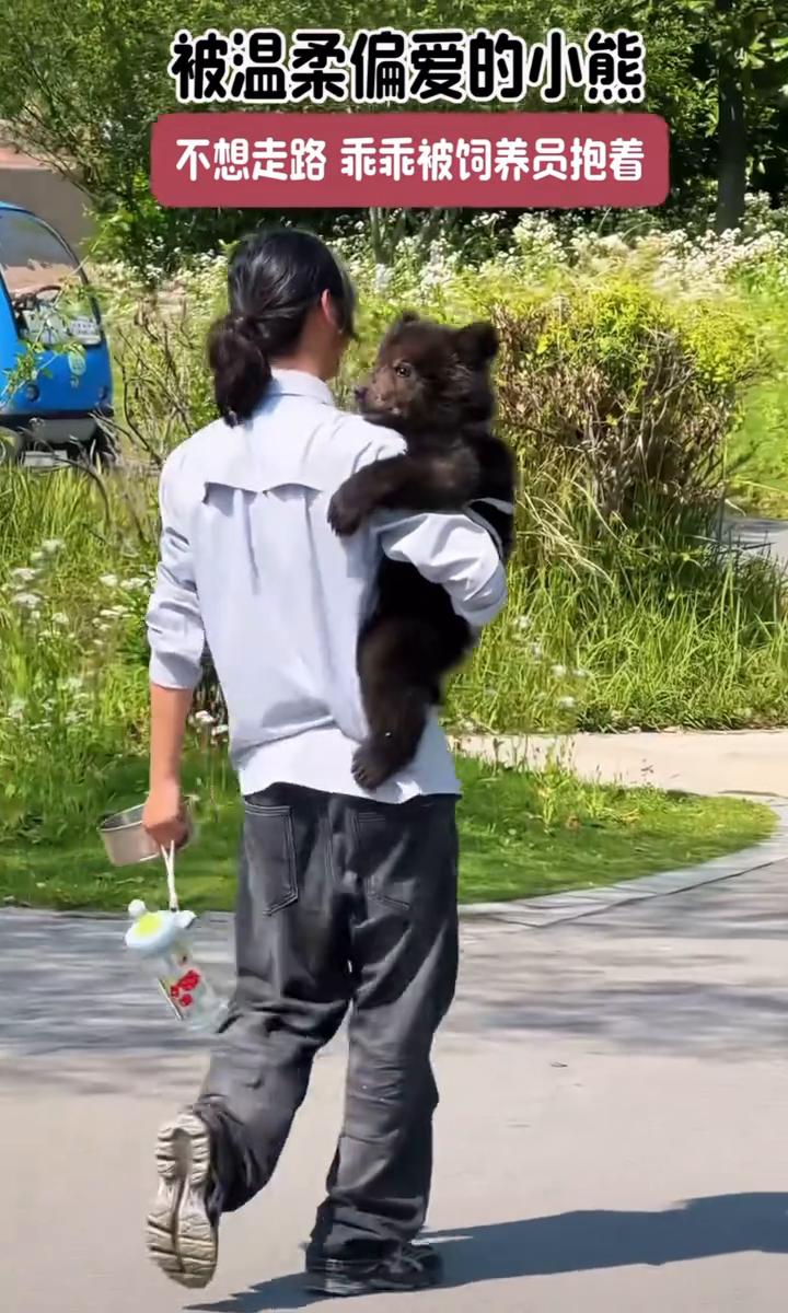 被温柔偏爱的小熊，不想走路乖乖被饲养员抱着。
