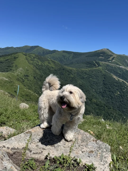快跟紧小噶🐶领队！出发去山里看牛牛