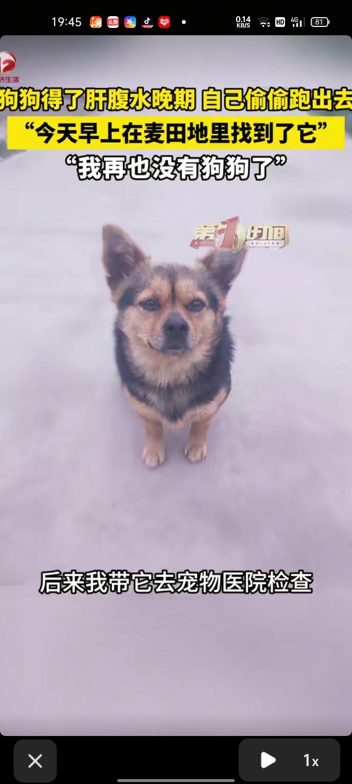 3月22日，徐州市沛县。女子晒视频称，自家狗狗养了八九年了，看它肚子大觉得它是怀