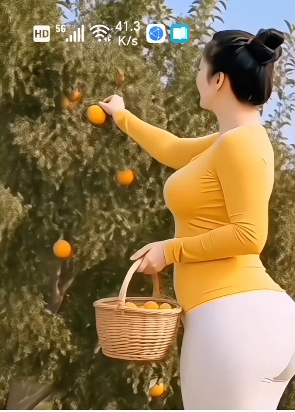 〔成熟季节摘橘忙〕
           漫山橘子迎来成熟时节，满眼金灿灿惹人喜