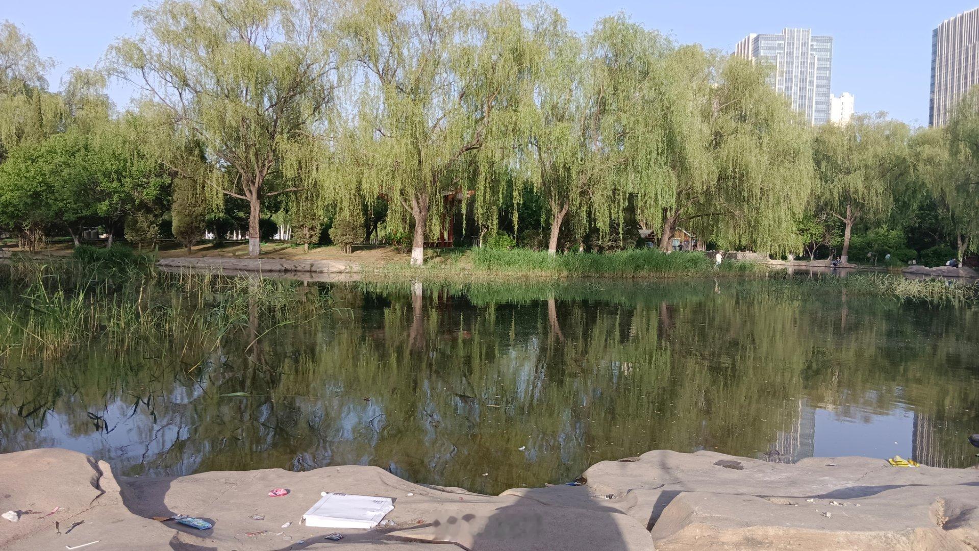 随手拍美景 就说这个我们包头市的这个植物园现在是彻底放弃管理了吗？我的天啊！这满
