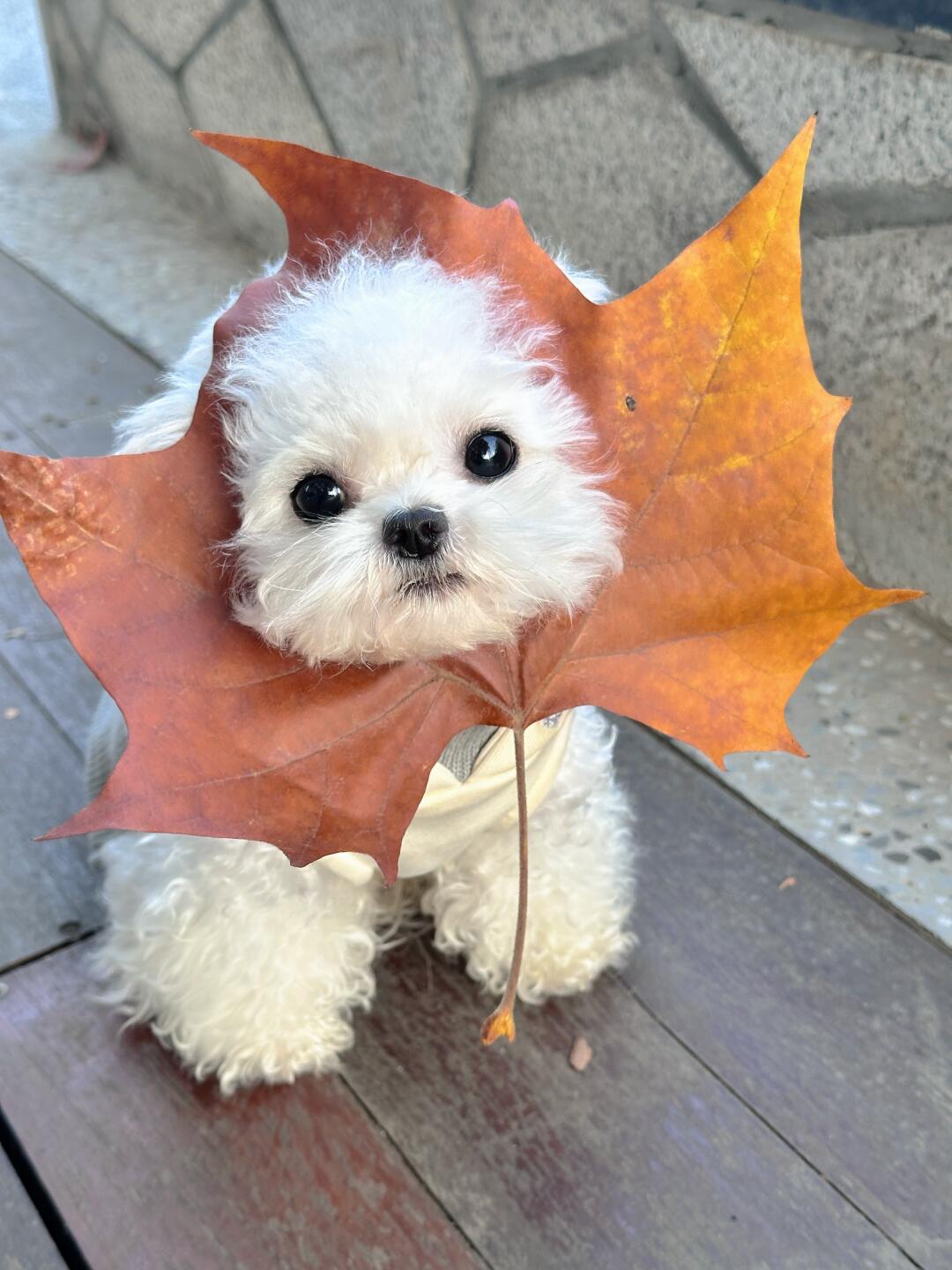 宝宝你是一只小枫狗 