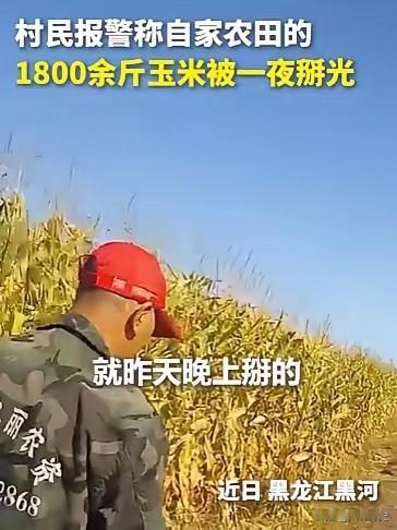 “上人民日报了!” 就在黑龙江黑河，一位村民早上起来掰玉米，没想到，自家1800