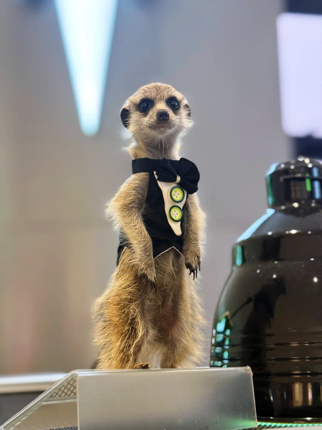 可爱的狐獴和守宫