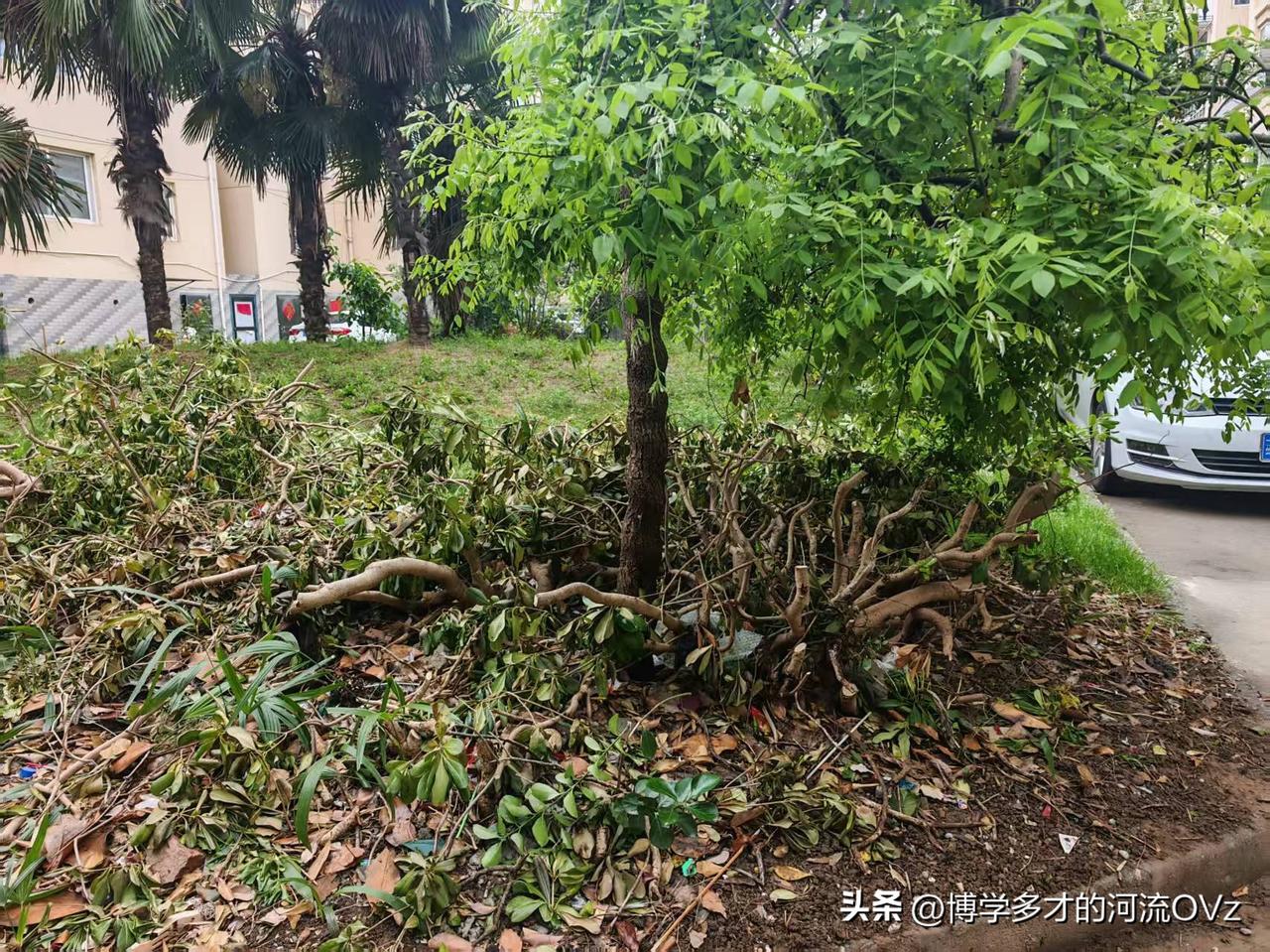 今天是金碧物业走后的第185天，大明物业的第93天。

截至目前为止，大明物业到