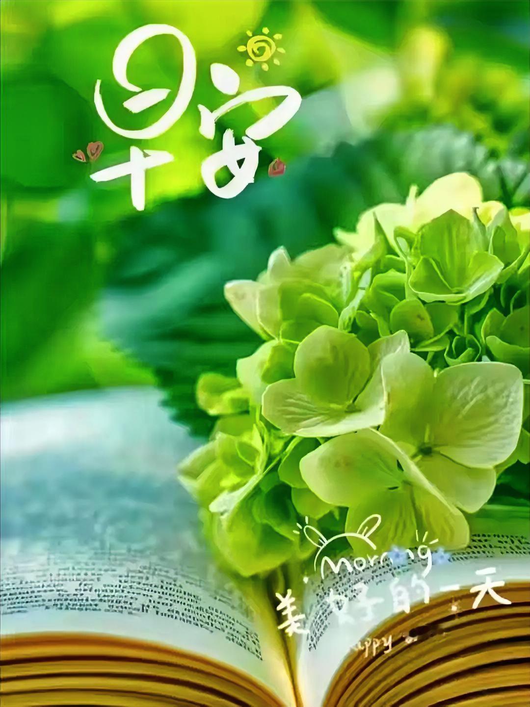 早安，美好的一天从翻开这本书开始，愿知识的花朵和清晨的露珠一同滋润你的心田。🌸