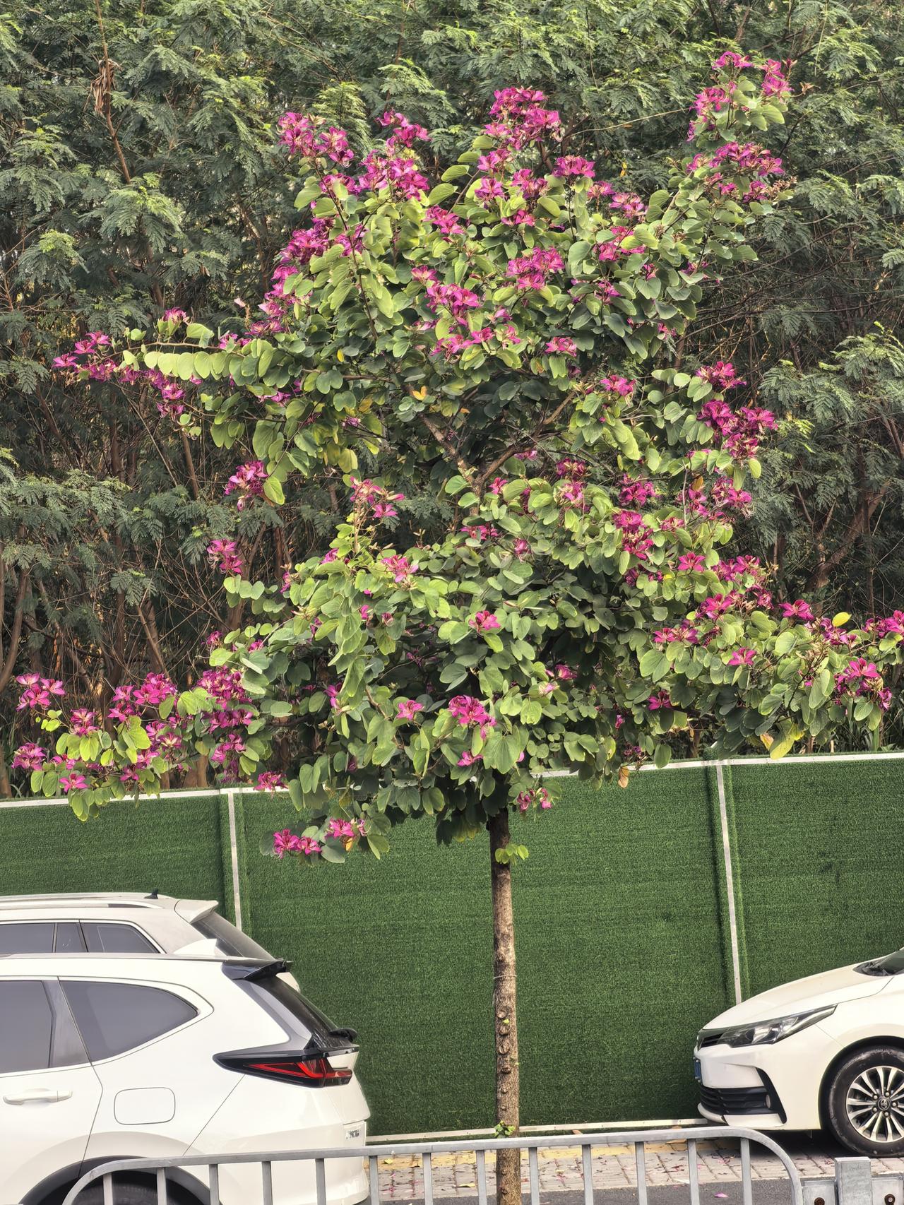 分享一张你最近随拍的照片刚在深圳科学高中东人行道上拍的宫粉紫荆花。