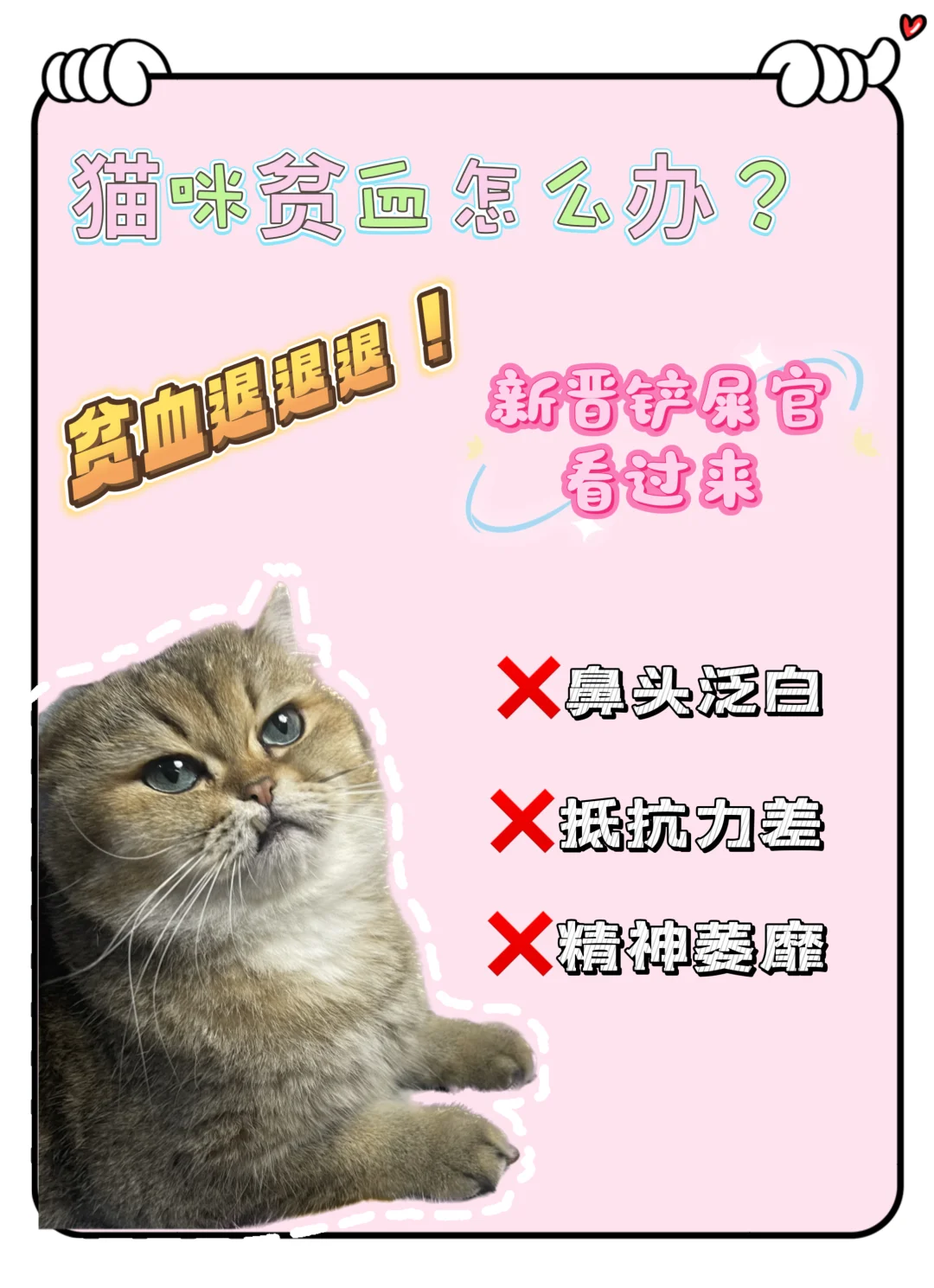 猫咪贫血怎么办？新晋铲屎官看过来