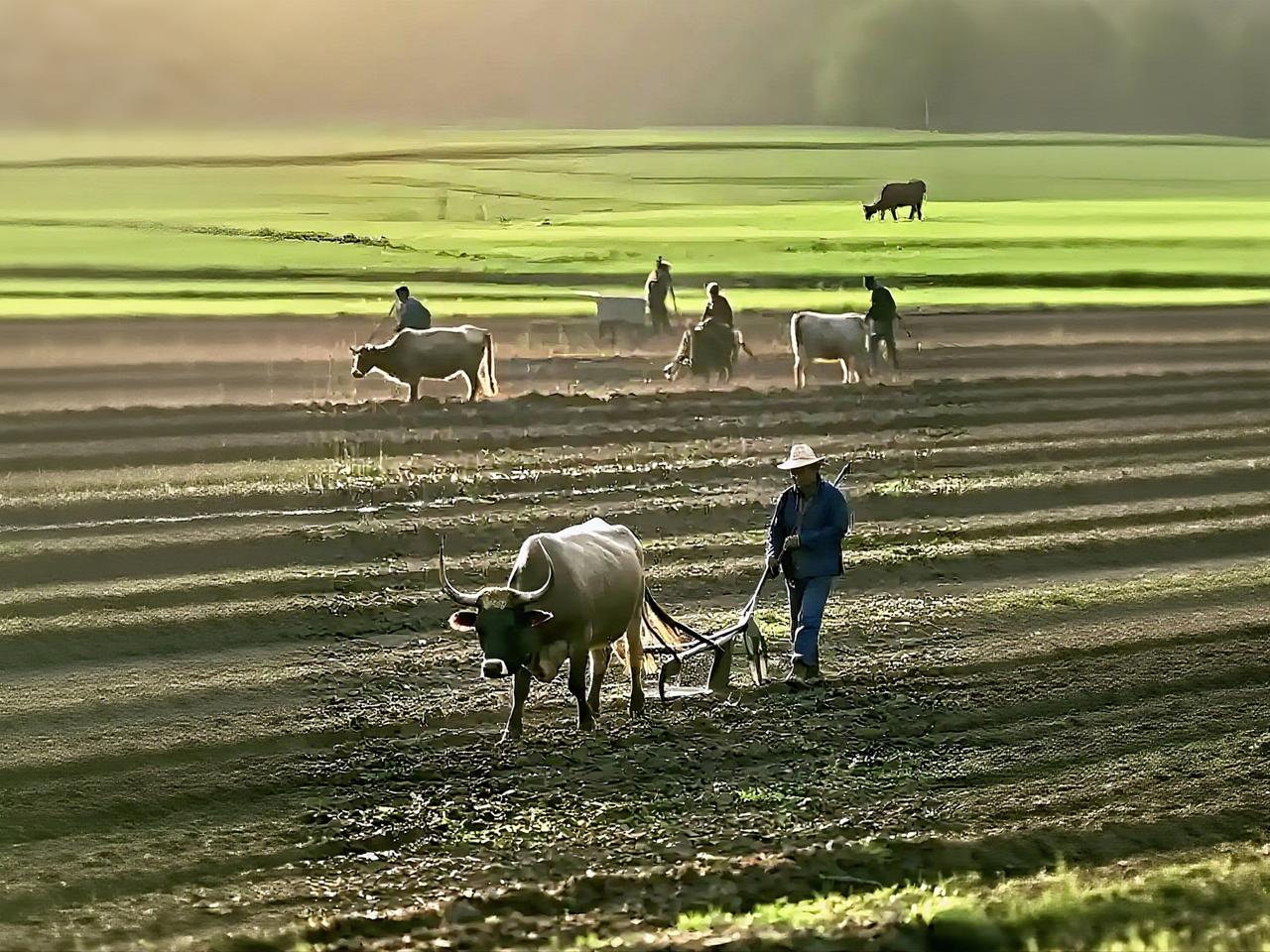 《春耕-田间地头》
 
露水还凝在麦叶尖，李伯的胶鞋已踩进翻松的泥土里。铁犁过处