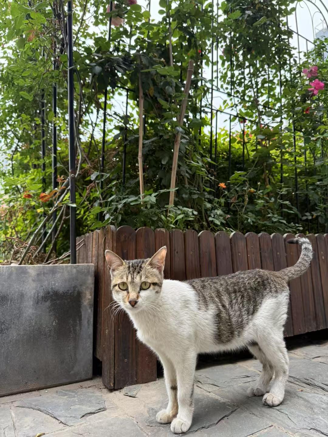 在花园角落放下猫罐头的瞬间，流浪猫眼中闪烁的信任让我感动。这份小小的善...
