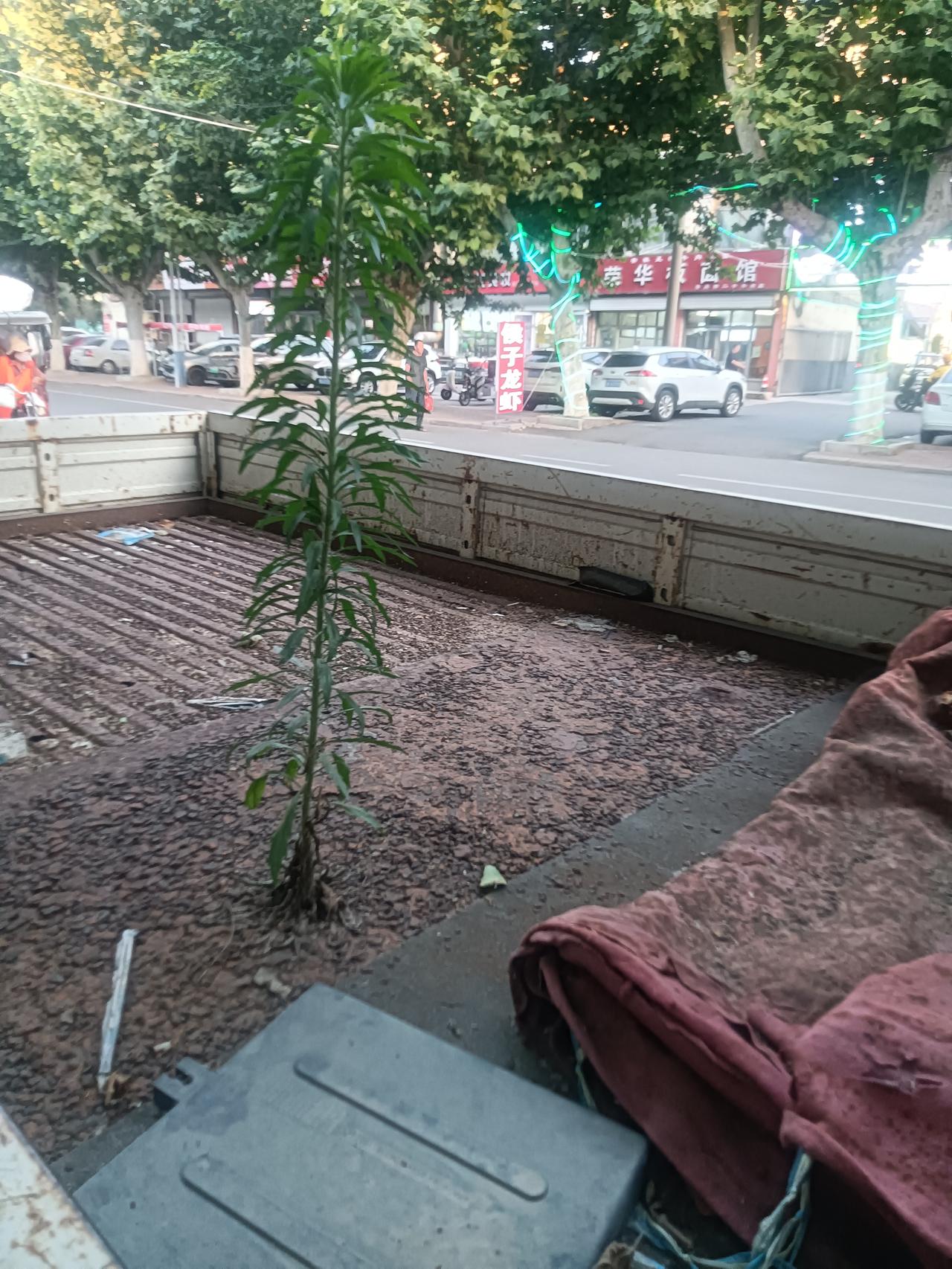 小草生命力强
藏头诗
文/李兴伟
小草生机何其强，
草逢隙处便能长。
生临铁皮烂