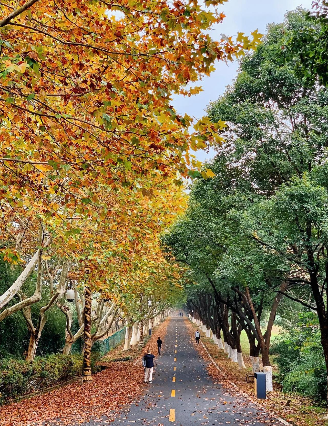 龙背山森林公园美美滴
外地的朋友来宜兴一定不要错过
免费景区！[爱慕]