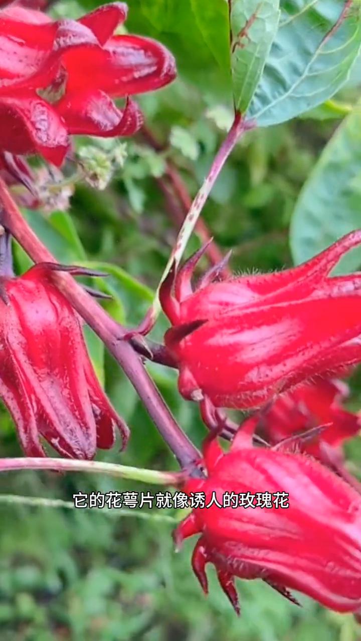 这个就是很多人都喜欢的植物，它的花萼片就像诱人的玫瑰花，它就是洛神花，有的也叫它