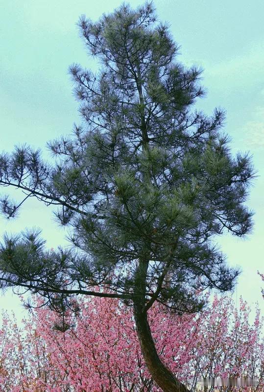 看到“冬去山明水秀”这个上联，一下子就感受到了冬天离去后那清新秀丽的景象。冬天过