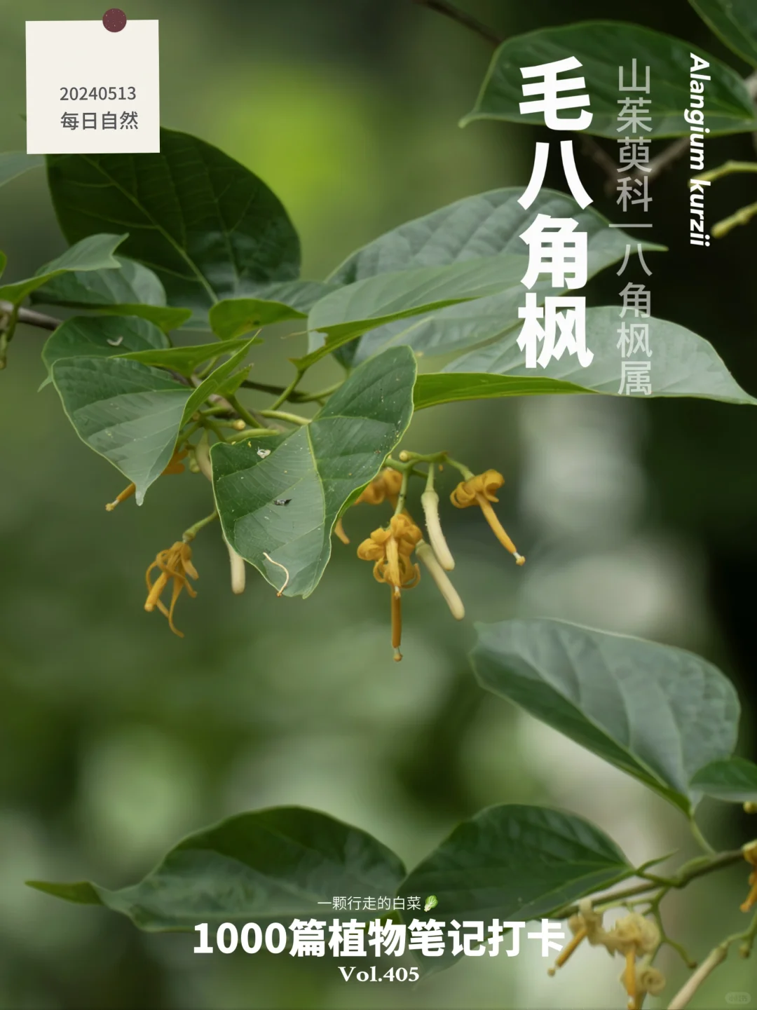 植物笔记405 | 穿着“铅笔裙”的“金银花”