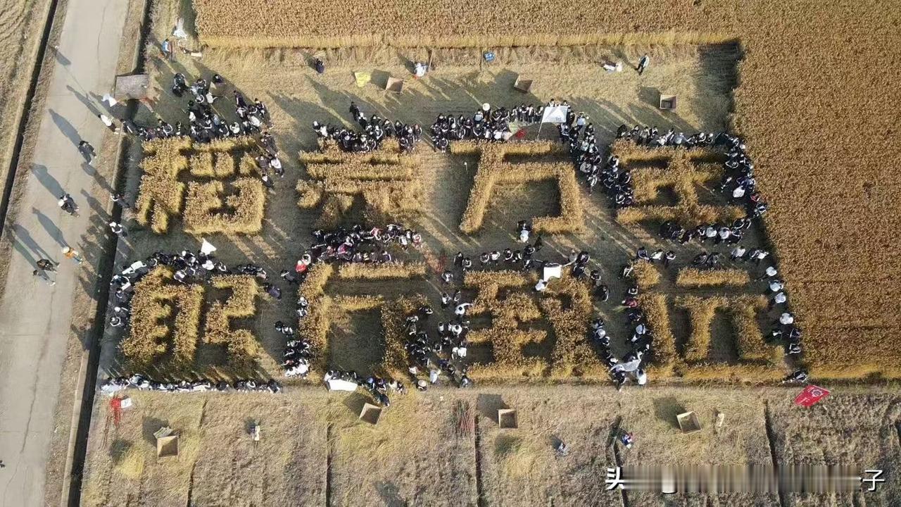 把文字“寫”在稻田上
​要麼把文字種在稻田上
要麼在稻田裡雕刻出文字
這是稻田文