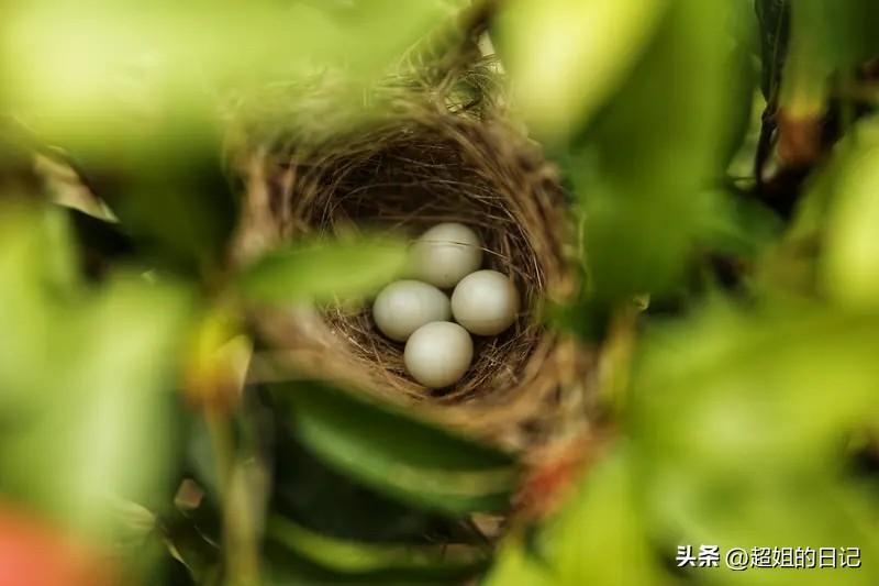 今天在回东北的火车上，带着那枚被鸟妈妈遗弃的鸟蛋，没办法，如果我不带着它，它就真